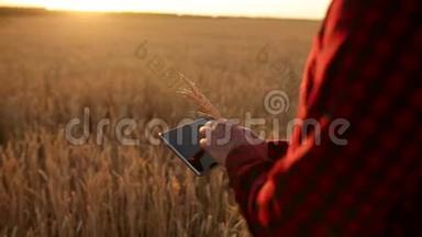 在农业中使用现代技术的智能农业。 农民用手触摸数字平板电脑显示器